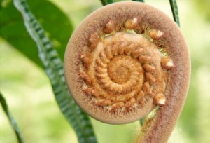 whanau-ora-action-research-1