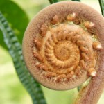 whanau-ora-action-research-1