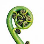 koru