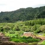 Journal of Indigenous Social Development